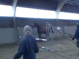 kiwi saut en liberté