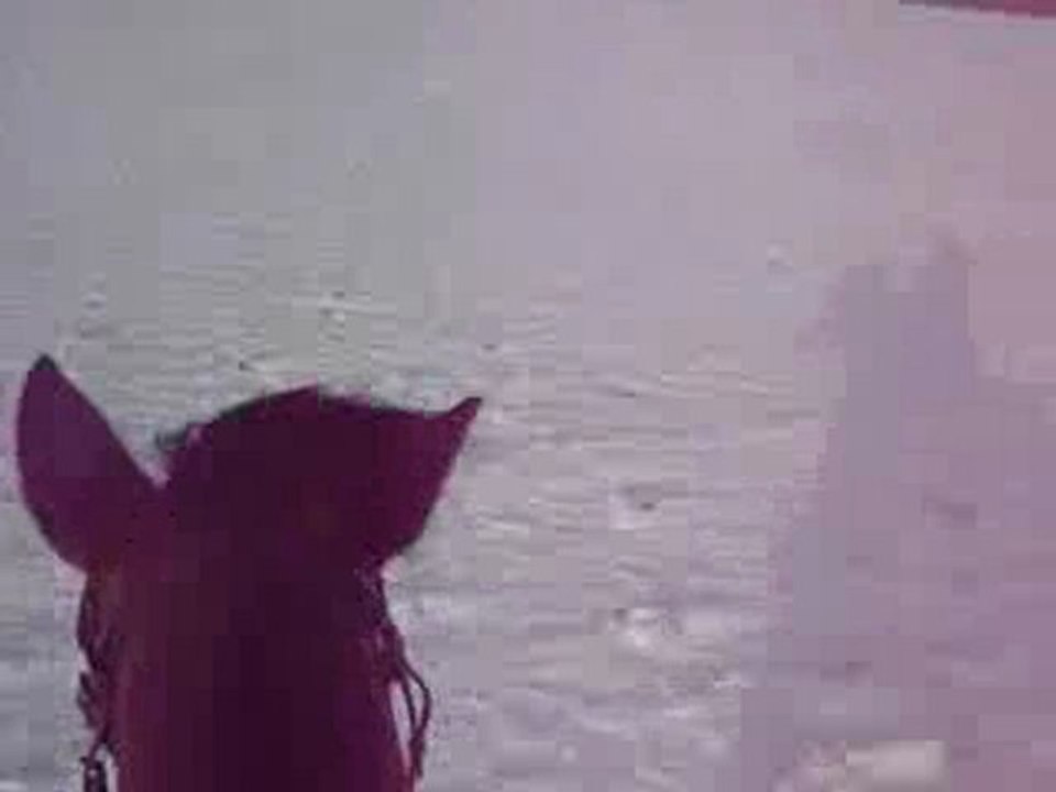 Galop dans la neige