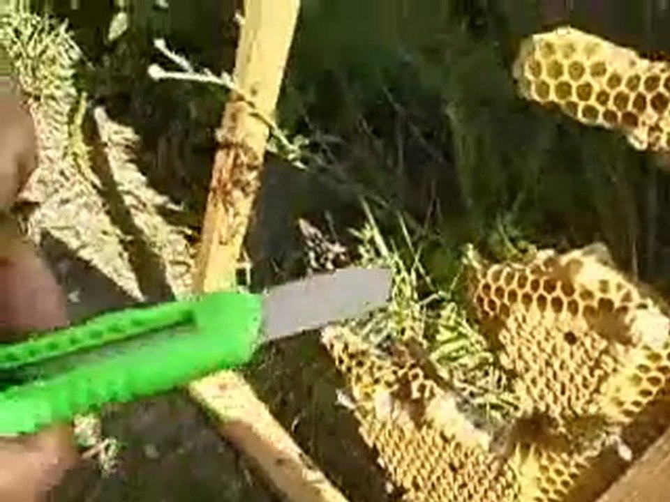 MİLLER METODU ANAARI ÜRETİMİ,ARICILIK