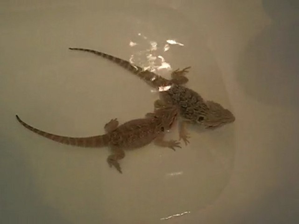pogona bain