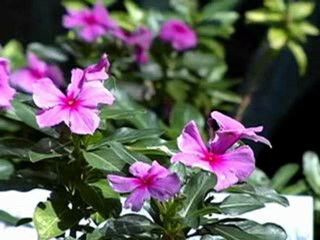 INTERCONTINENTAL CLECLINIC STE Happening Places