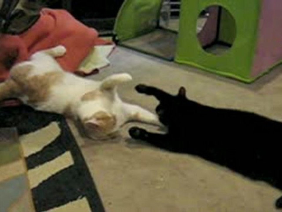 Face Fight