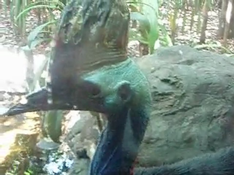 casuarius