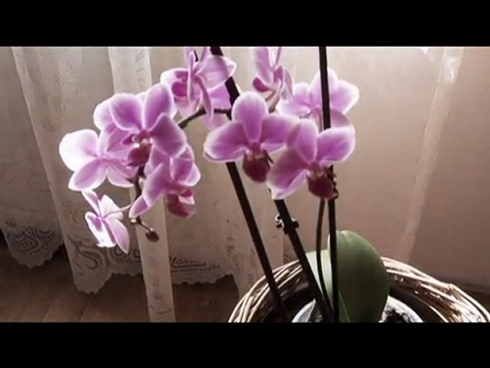 Chłopiec  i orchidea- ELENI