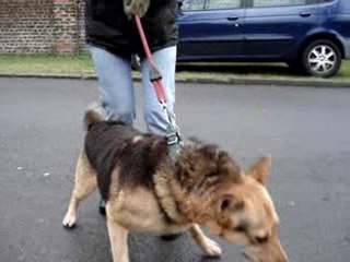 SANTIAG croisé berger 6 ans SPA DOUAI