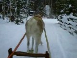 promenade en traineau avec un renne en laponie