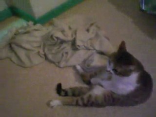 Mon chat est aussi un homme