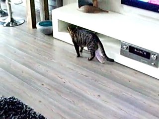 Milan loopt in huis
