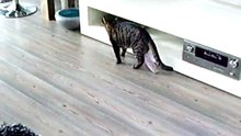 Milan loopt in huis