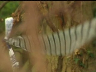 Young torturers 'damaged by years of abuse'