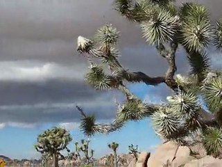 Joshua Tree National Park