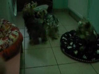 Le nouveau panier d'Amadeus