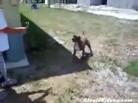 Cane che fa il salto mortale all'indietro