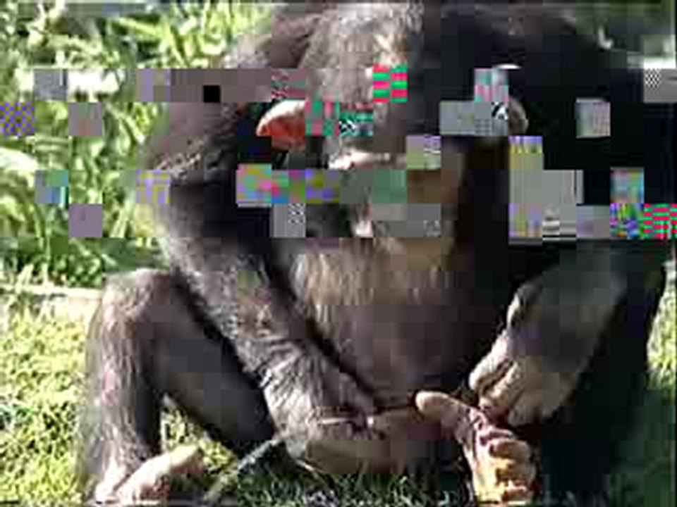 Macaco bebe mijo