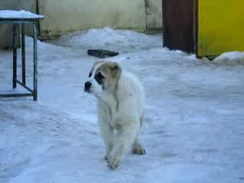 Сен Сао Зевс возраст 3 мес.