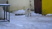 Сен Сао Зарра 3 месяца