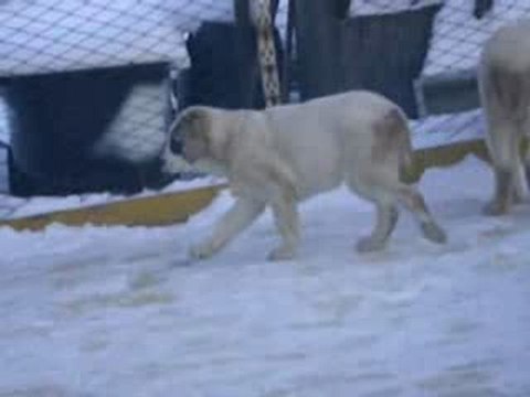 Сен Сао Зарра 3 мес.