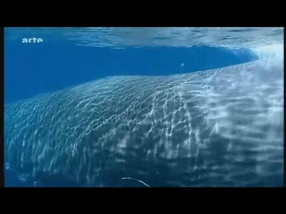 Les derniers coraux 3/3