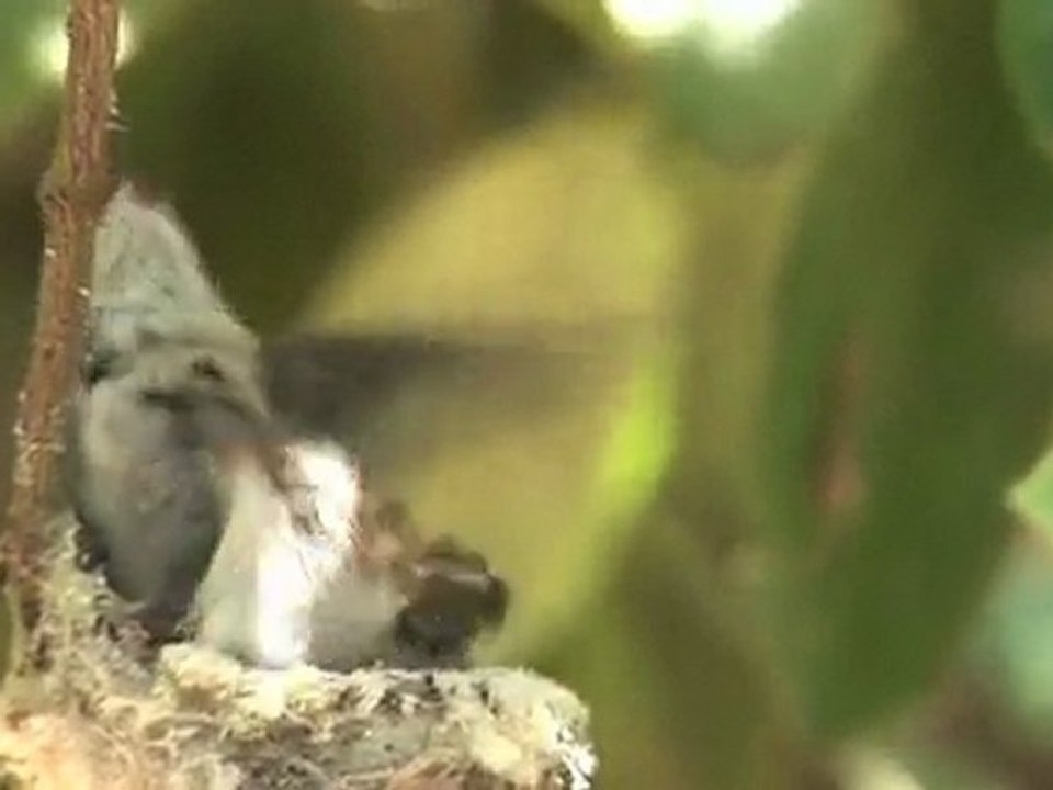 COLIBRI - EL NIDO DEL COLIBRI