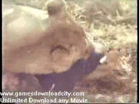 Faces Of Death - Lion Attacks Tourists