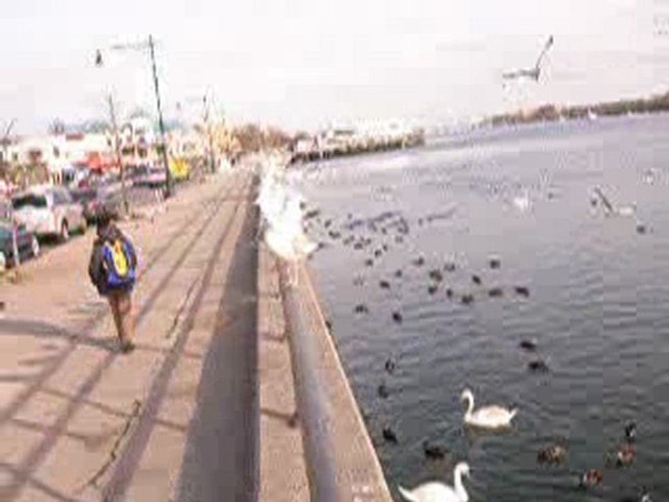Seagiles in Flight