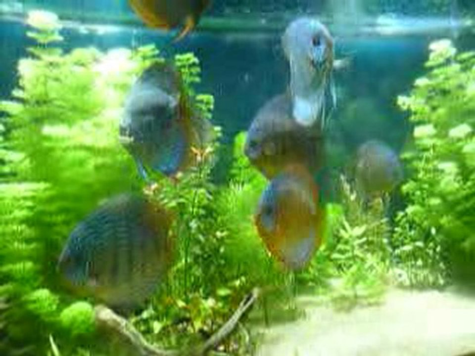 Bac discus