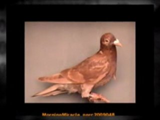 Pigeon Pals Racing Club Daily Results 185