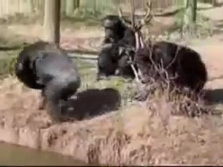 Funny videos Stupid Videos sri lanka - Monkey Family