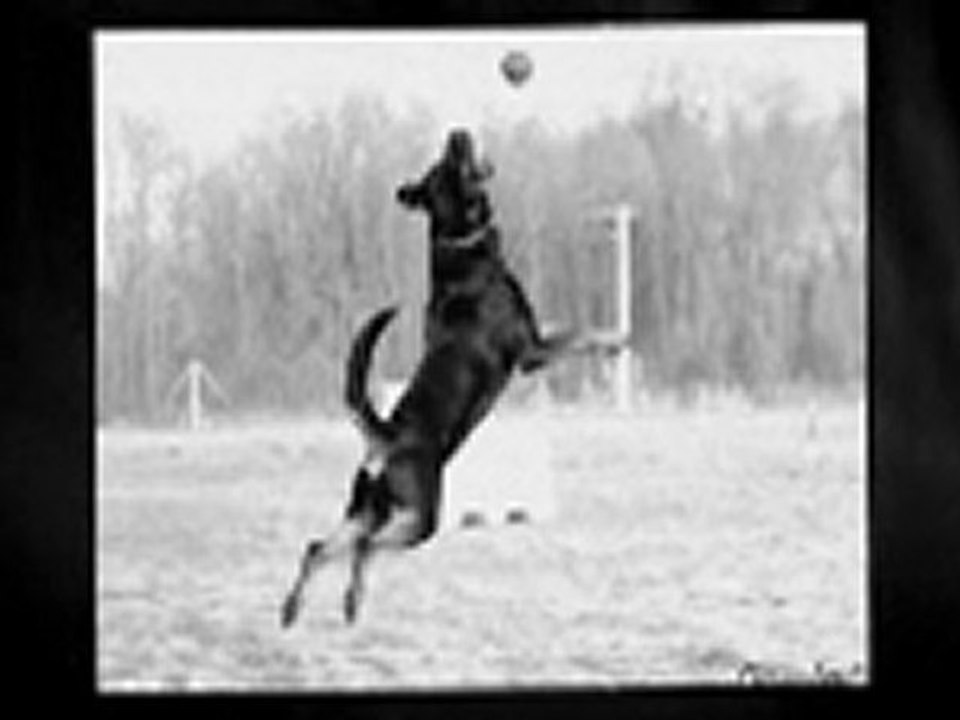 rottweiler - r&b dans la neige