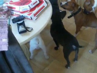 eos et escobar les fils de capone