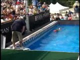 Dog Show: National Finals Diving Dog Competiton