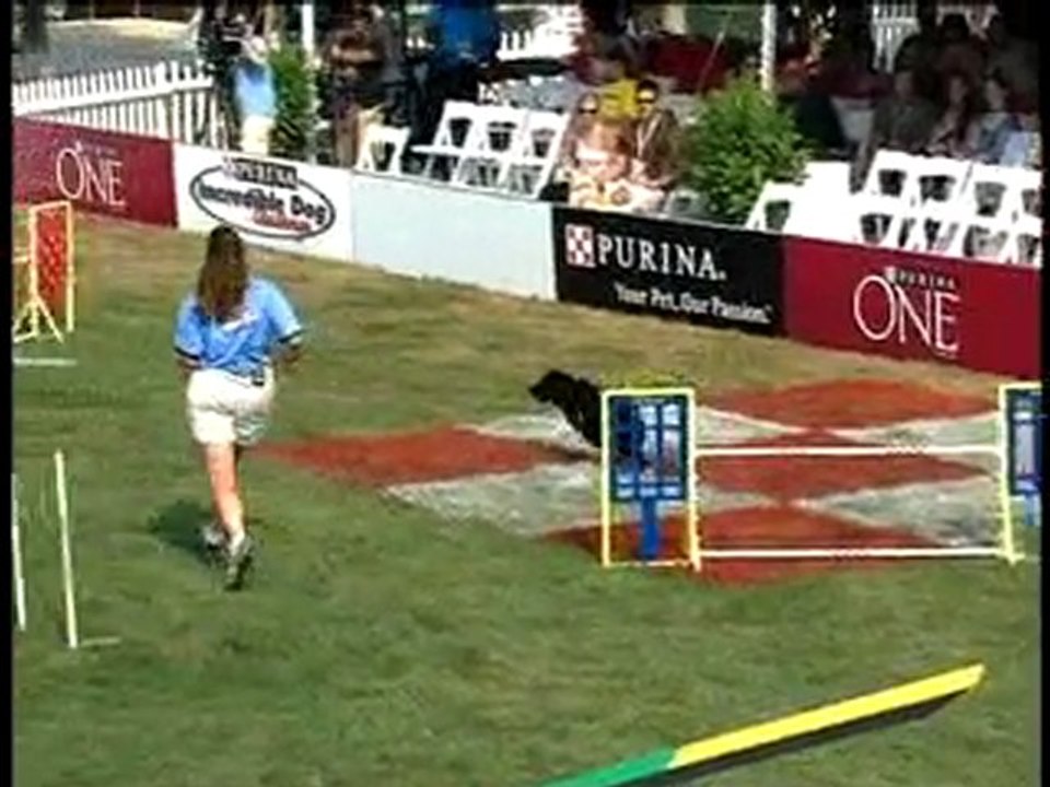 Dog Show: National Finals, Round I, Large Dog Agility Course