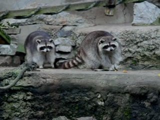 Que deviennent les animaux du zoo en hiver ?