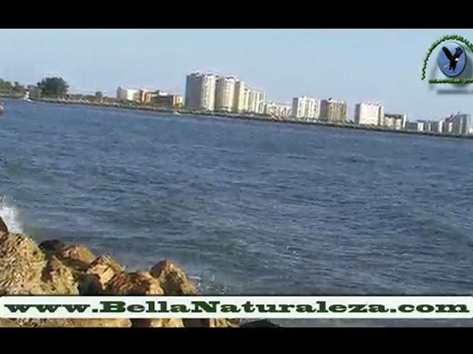 Sound Of The Sea / Sonido Del Mar