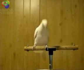 Танцующий попугай