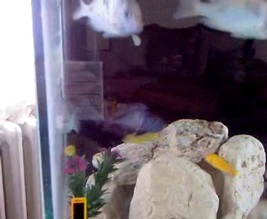 malawi tank