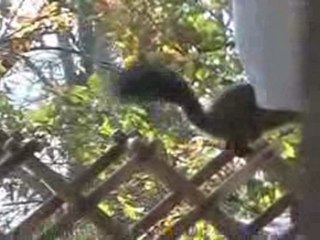 Noe le geai et l'écureuil