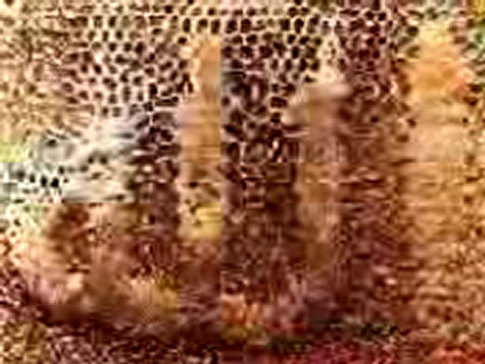 Dini İçeren Resimler