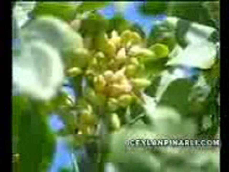 Ceylanpinar Tarim Isletmesi Tanitim Filmi