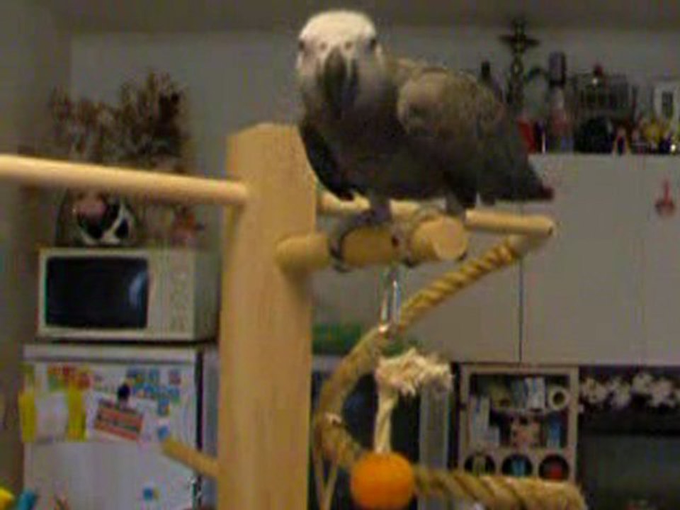 jacko et son perchoir