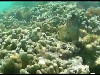 Poissons des maldives
