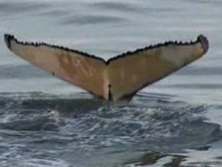 Baleines á bosses