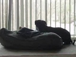 Santos the Gravedigger