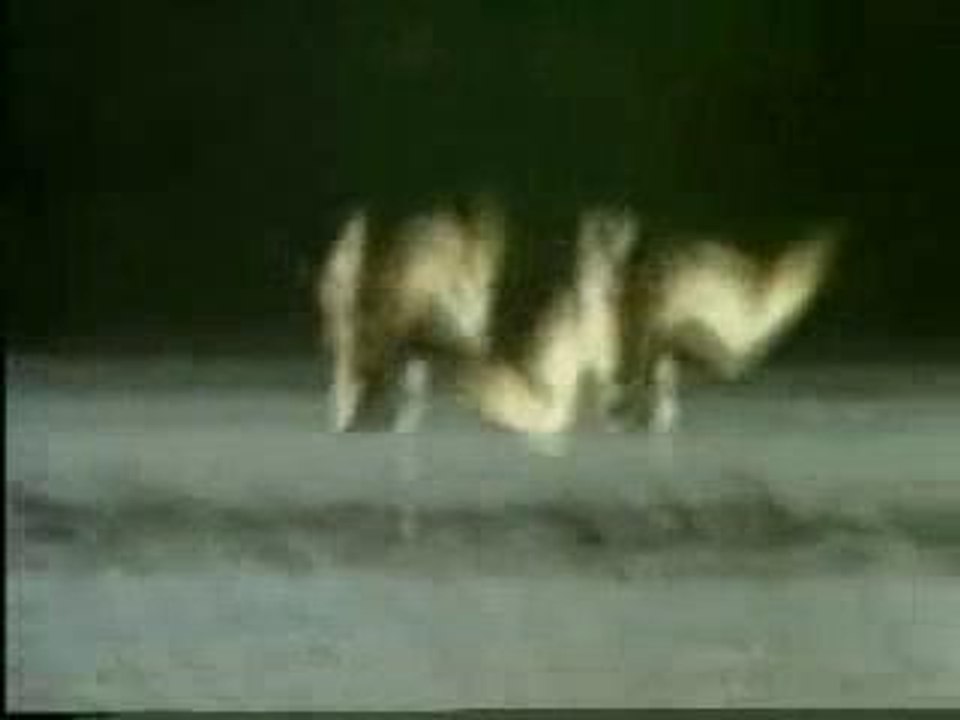 How can animals encourage us