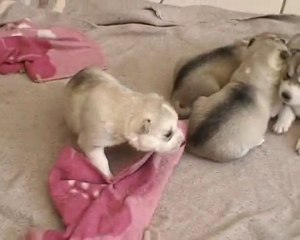 La ptite vie de mes chiots démarre