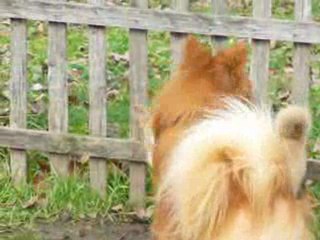 vidéo 2 rencontre parc de l'ile de saint germain 17/01/2010