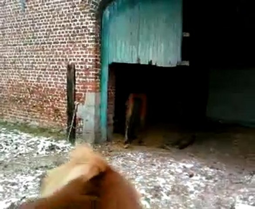 rex au pré