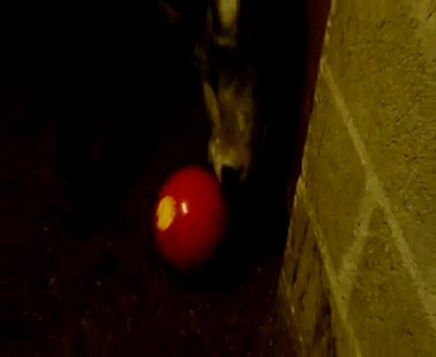 Sirène & sa snack-ball
