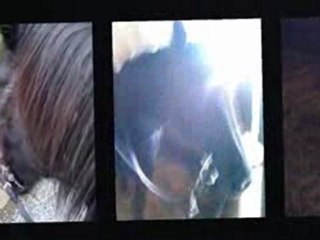 mon cheval je t'aime