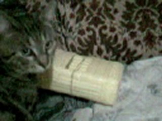 mimi le chat musicien!!!!!!